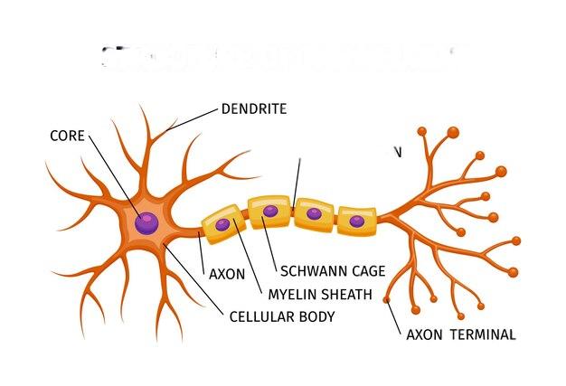 Placeholder image for Neurons and Synapses 101